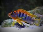 Pseudotropheus Hongi malawi cichliden, Dieren en Toebehoren, Vis, Zoetwatervis, Schoolvis