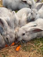 Blauw van sint-niklaas, Dieren en Toebehoren, Konijnen