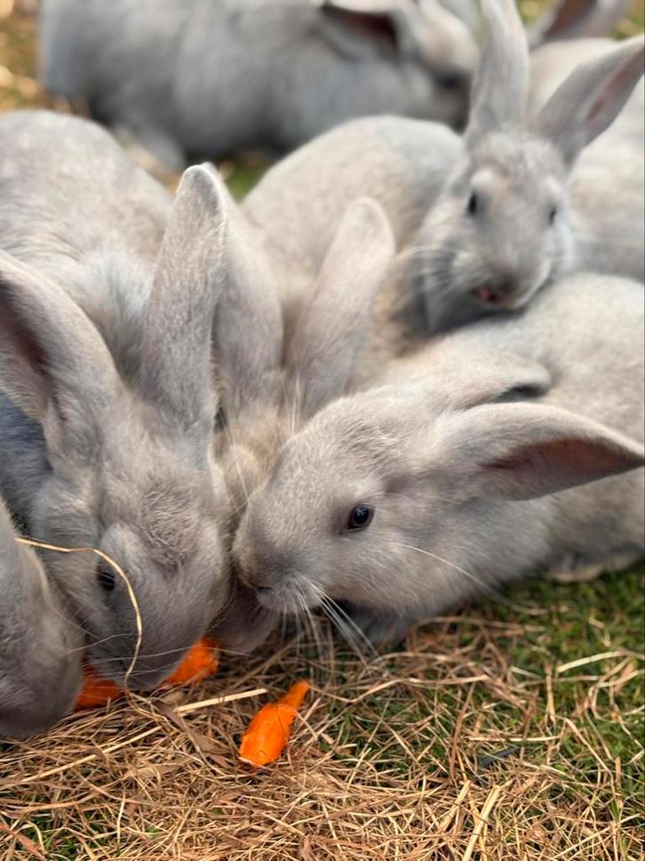 Blauw van sint-niklaas, Dieren en Toebehoren, Konijnen