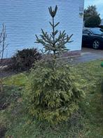 2  Picea omorika (Servische spar), Tuin en Terras, Ophalen