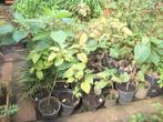 Clerodendrum trichotomum of pindakaasboom, Ophalen, Vaste plant, Overige soorten, Volle zon