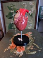 Vintage anatomisch model van het hart van een krokodil, Ophalen of Verzenden