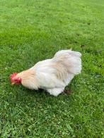 Cochin haan, Dieren en Toebehoren, Pluimvee