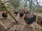 Marans blauwkoper en zwartkoper broedeieren raszuiver, Kip