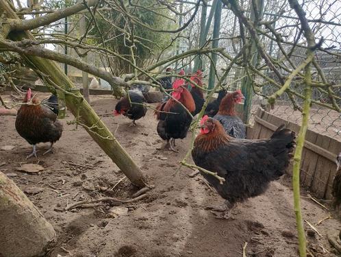 Marans blauwkoper en zwartkoper broedeieren raszuiver, Dieren en Toebehoren, Pluimvee, Kip