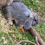 Rammelaar 4 a 5 maanden te koop Nederlandse hangoor, Dieren en Toebehoren, Konijnen