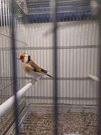 Peuters te koop, Dieren en Toebehoren