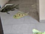 Copadichromis Mloto cichliden malawi hobbykweek, Dieren en Toebehoren, Vis, Zoetwatervis