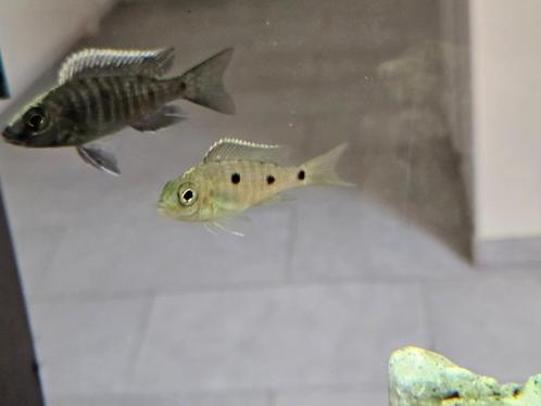 Copadichromis Mloto cichliden malawi hobbykweek, Dieren en Toebehoren, Vissen | Aquariumvissen, Zoetwatervis, Vis