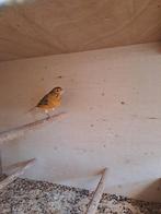 Kanarie man 2025, Dieren en Toebehoren, Vogels | Kanaries