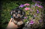 Yorkshire Terrier pups, Dieren en Toebehoren, Honden | Jack Russells en Terriërs, Yorkshire Terriër, België, Reu, CDV (hondenziekte)