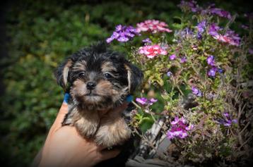 Yorkshire Terrier pups beschikbaar voor biedingen