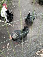 Broedeieren te koop, Dieren en Toebehoren, Pluimvee