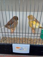 Kanaries, Dieren en Toebehoren