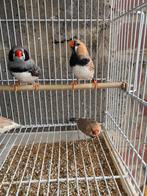 Grote zebravink mannen., Dieren en Toebehoren, Vogels | Overige Vogels