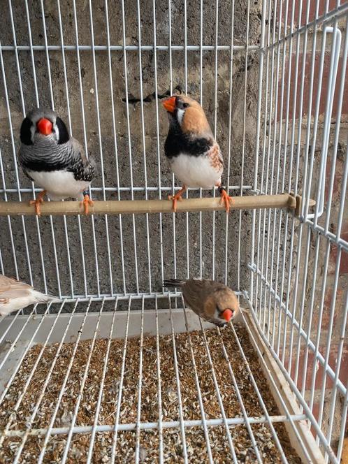 Grote zebravink mannen., Dieren en Toebehoren, Vogels | Overige Vogels