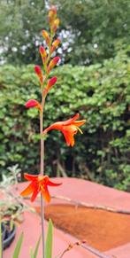 vaste plant, Ophalen, Zomer, Vaste plant
