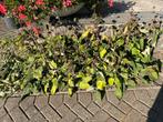 Etageplant Phlomis, geel, Tuin en Terras, Planten | Tuinplanten, Ophalen, Zomer, Vaste plant, Overige soorten