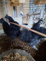 Zijdehoenders kuikens, Dieren en Toebehoren