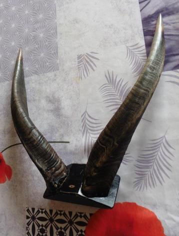 Horens gewei taxidermie beschikbaar voor biedingen