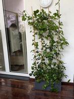 Kant-en-klaar haag - Hedera 180 cm in Elho planter, Ophalen, Overige soorten, Haag, 100 tot 250 cm