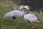 Sierganzen: Streepkopganzen/ Indische ganzen, Meerdere dieren, Gans of Zwaan