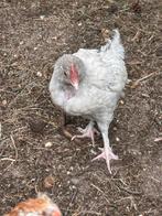Jong haantje, Dieren en Toebehoren, Mannelijk, Kip