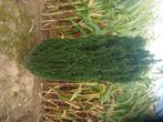 Taxus fast, Tuin en Terras, Planten | Bomen, Ophalen
