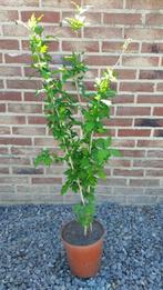 hibiscus, Tuin en Terras, Volle zon, Vaste plant, Zomer, Ophalen