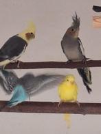 Valkparkieten, Plusieurs animaux, Perruche, Bagué