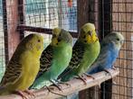 Grasparkieten, Dieren en Toebehoren, Vogels | Parkieten en Papegaaien