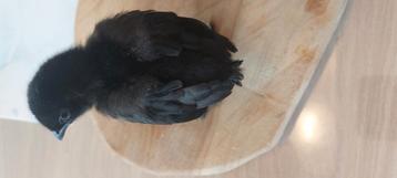 Ayam Cemani kuiken beschikbaar voor biedingen