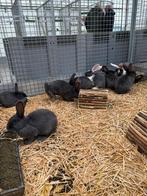 Prachtige blauwe vlaamse reuzen, Dieren en Toebehoren, Konijnen