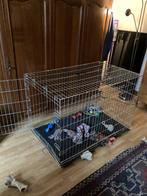 a vendre cage pour grand chien, Dieren en Toebehoren, Honden-accessoires, Ophalen, Zo goed als nieuw