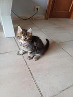 Twee Maine Coon kittens te koop met stamboom, Dieren en Toebehoren, Ophalen