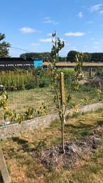 Perenboom Clapp's Favourite, Tuin en Terras, Ophalen