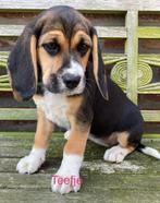 Beagle pups, CDV (hondenziekte), Meerdere, Teef, 8 tot 15 weken