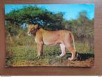2 postkaarten Safaripark Beekse Bergen, leeuwen, Ophalen of Verzenden, Gelopen, Wild dier
