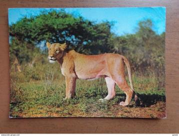 2 postkaarten Safaripark Beekse Bergen, leeuwen beschikbaar voor biedingen