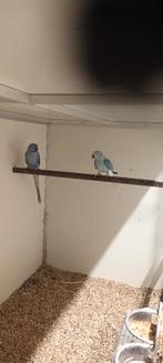 halsbanden / halsbandparkieten in solden , pruimkoppen, Dieren en Toebehoren, Parkiet