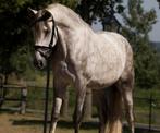 Top brave pre /andalusier ruin, Dieren en Toebehoren, Minder dan 160 cm, Ruin, Dressuurpaard, Zadelmak