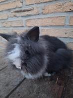 Knap vrouwtjes konijn zoekt zalig huisje, Femelle, Nain, 0 à 2 ans