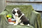 Prachtige ChocolatWhite Border Collie pup, Chien (mâle), Belgique, Colley, Plusieurs
