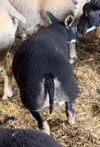 Dassenkop texel ramlammeren, Dieren en Toebehoren, Schapen, Geiten en Varkens, Mannelijk, Schaap, 0 tot 2 jaar