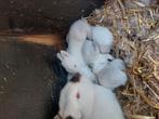 Te koop californier konijnen, Dieren en Toebehoren, Konijnen
