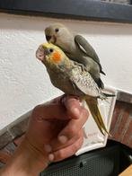 Apprivoiser colante, Dieren en Toebehoren, Vogels | Parkieten en Papegaaien