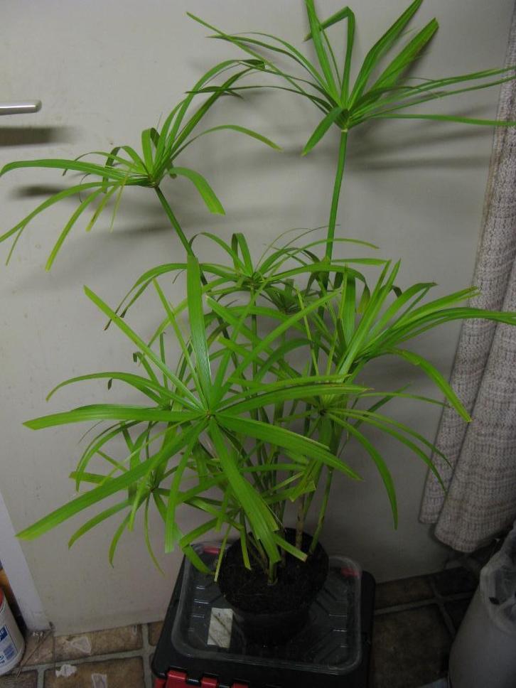 Papyrus, Huis en Inrichting, Kamerplanten, Overige soorten, Minder dan 100 cm, Bloeiende kamerplant, Volle zon, In pot, Ophalen