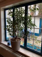 Bonsaï avec pot, Tuin en Terras, Planten | Bomen, Ophalen