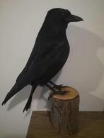 Prachtige zwarte kraai., Ophalen of Verzenden, Nieuw, Vogel, Opgezet dier