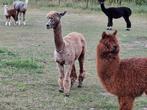 Appaloosa alpaca's alpaca merries, Vrouwelijk, 0 tot 2 jaar
